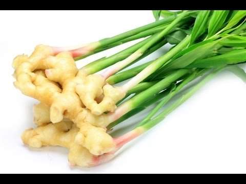 41vFRtCOGJL LIVE GREEN Ginger Organic Seeds (10)