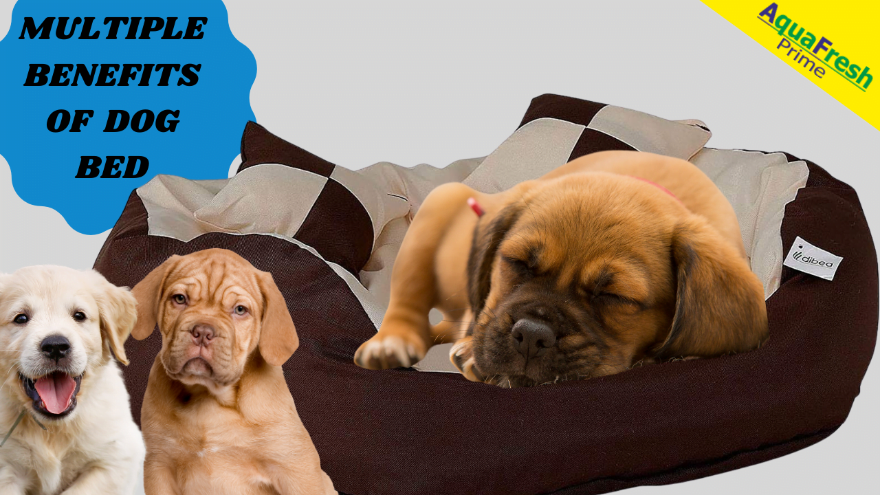 OrthoPedic Bed For Dogs