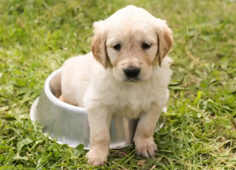 1 - 5 Benefits of Adding Protein in Your Pup’s Daily Routine