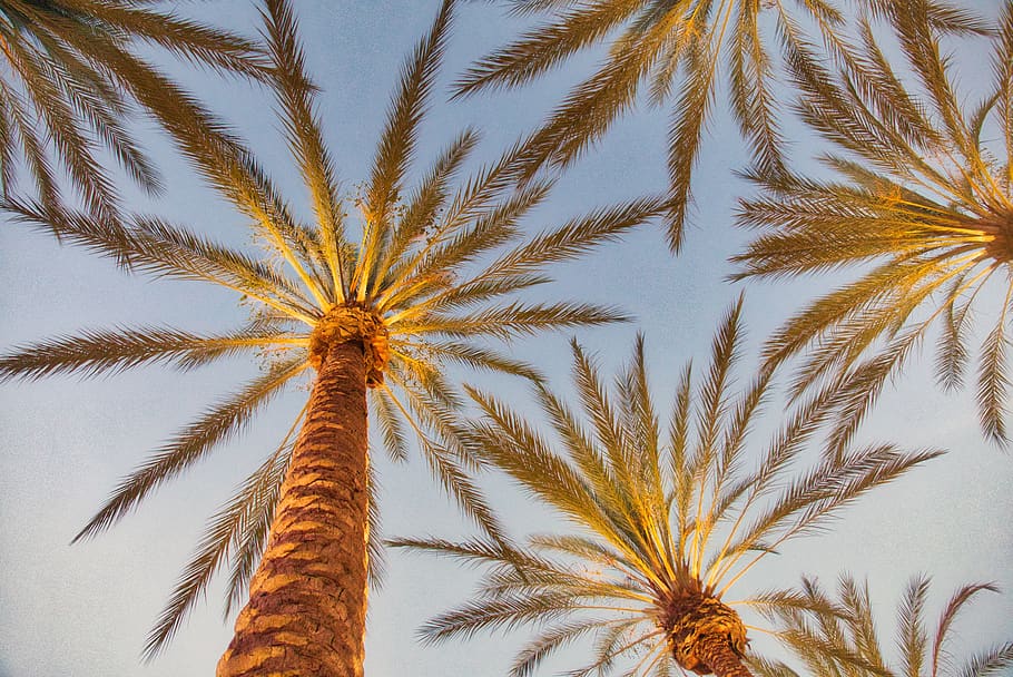 palm trees care and maintenance