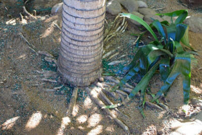 soil - palm trees care and maintenance