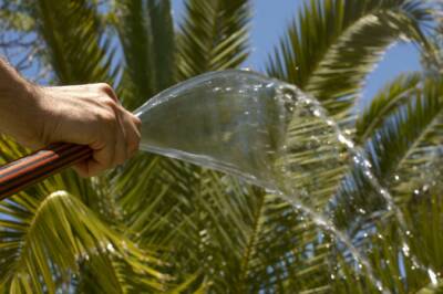 water palm trees - palm trees care and maintenance
