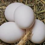 white eggs 1 150x150 - 8 Foods that help Control Acid Reflux