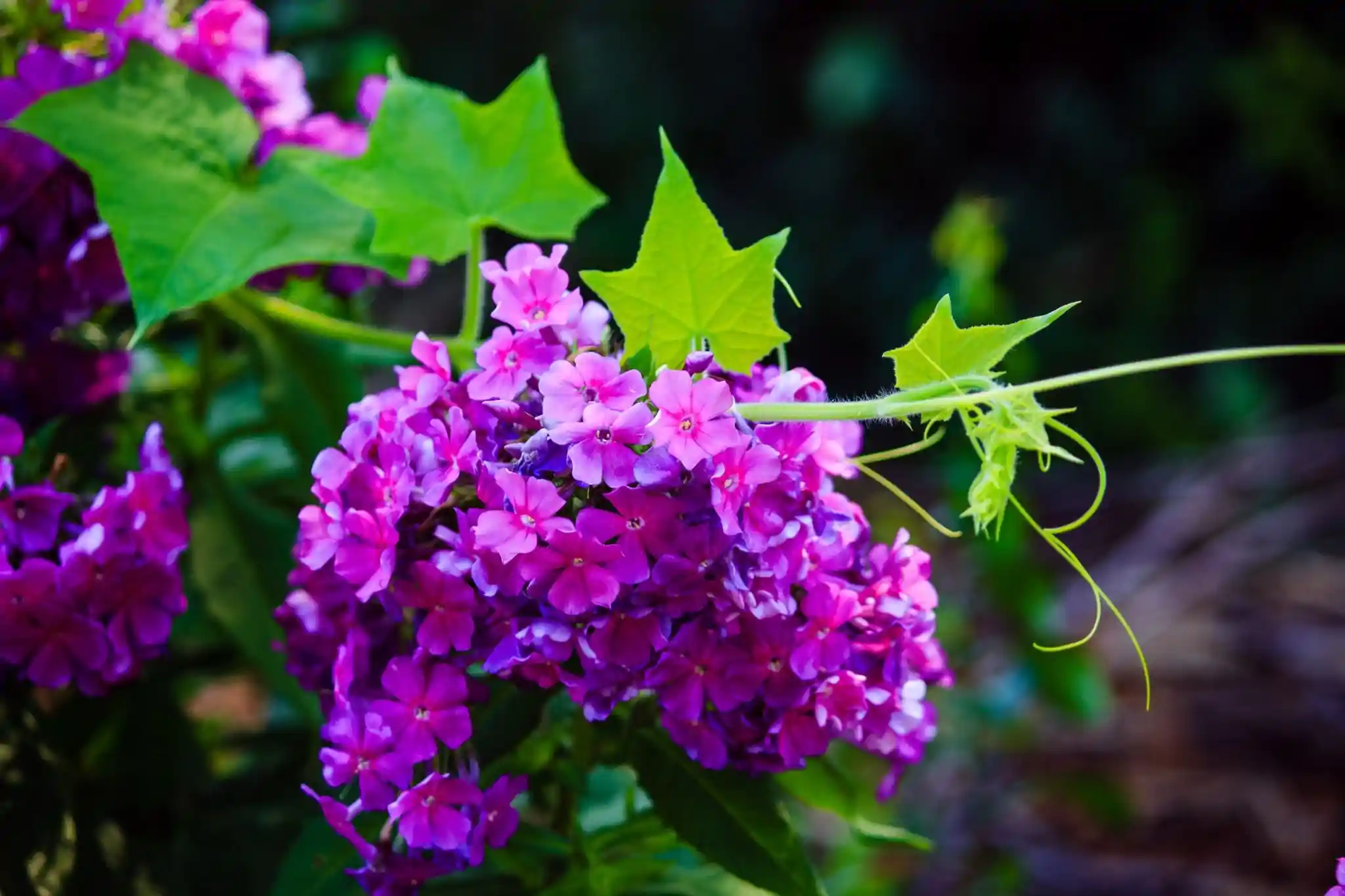 1 1 - Gardening with Style: 5 Best plants to grow in your garden