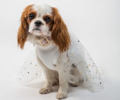 Cavalier dog wearing a princess dress