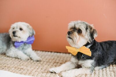 Calm dogs in festive bow tie