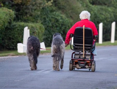Dog walking old lady and wolf