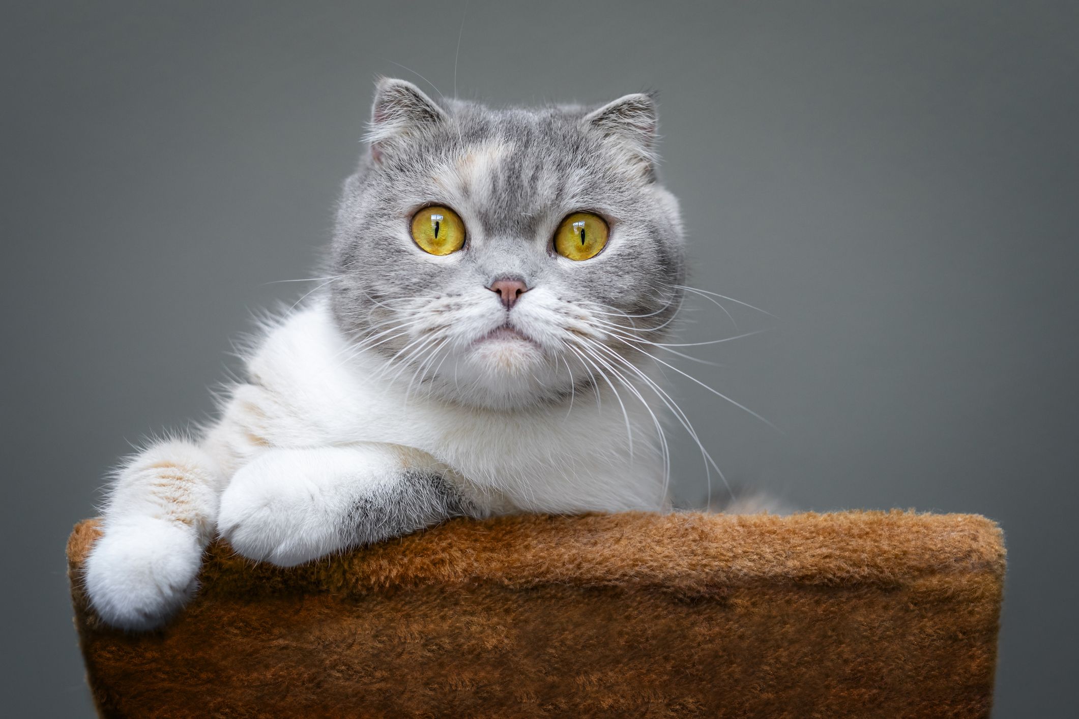 Amazing Munchkin Related Cat Breeds You Might be Interested In 1632479102 - Amazing Munchkin Related Cat Breeds You Might be Interested In