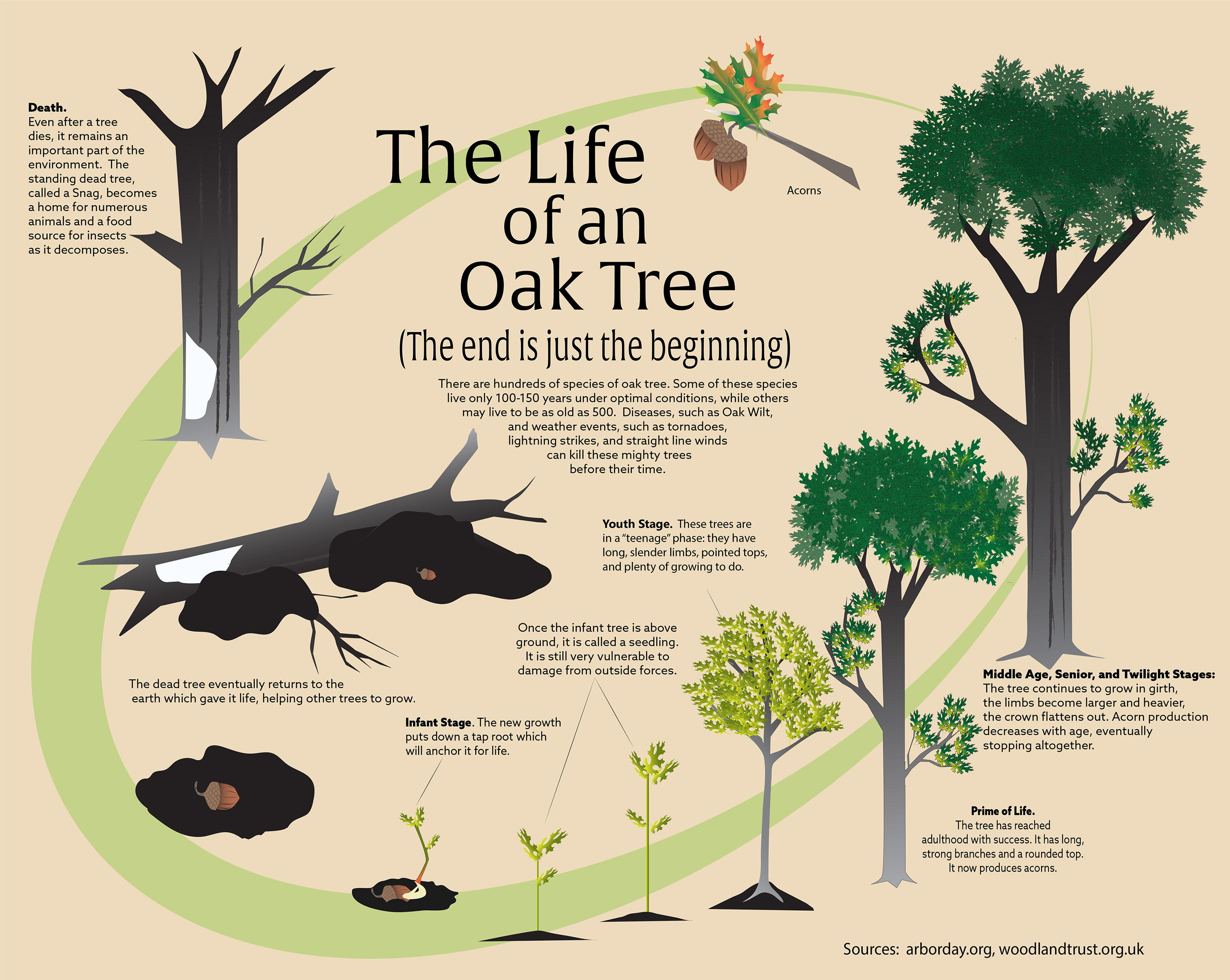 Dealing with Pests in Live Oak Why is It so Important 41875 1 - Dealing with Pests in Live Oak: Why is It so Important?