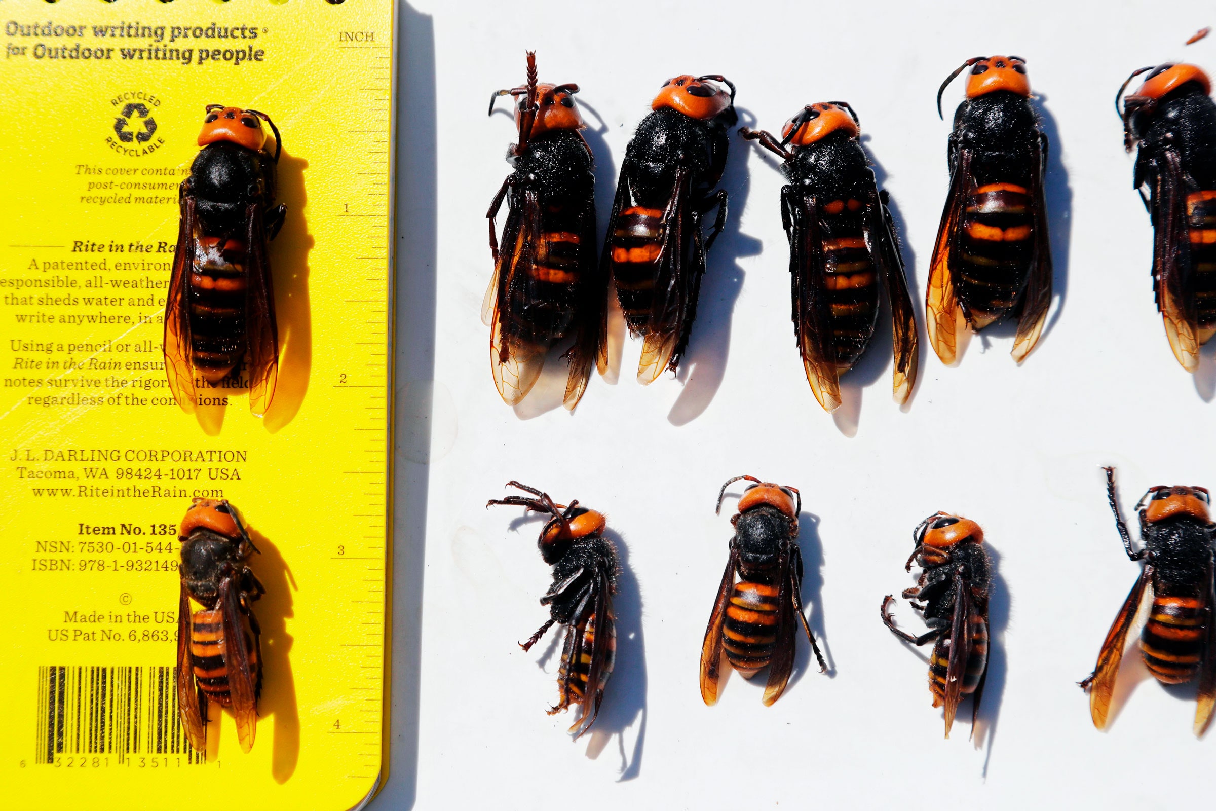 Why Scientists Use Next Generation Sequencing to Map the Genome of the Murder Hornet 72901 1 - Why Scientists Use Next Generation Sequencing to Map the Genome of the Murder Hornet