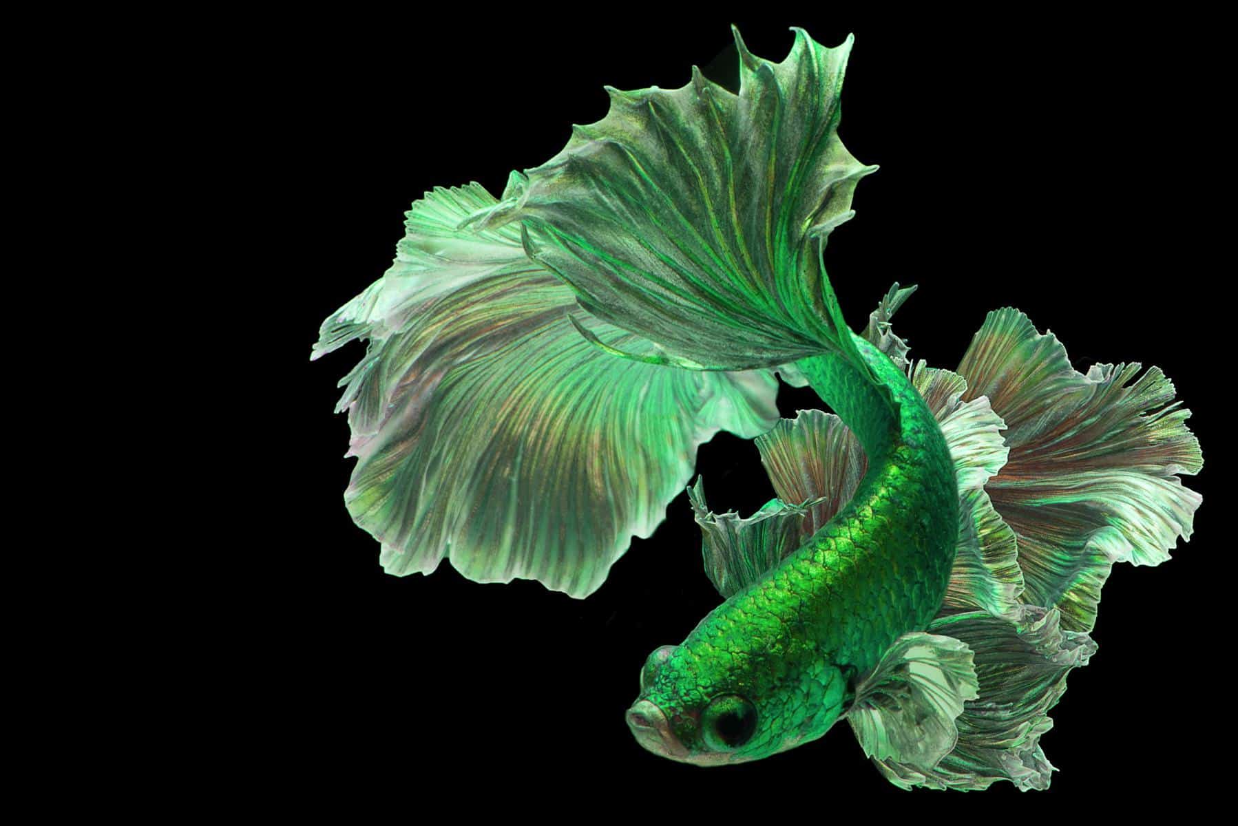 Are Green Betta Fish Real 74536 1 - Are Green Betta Fish Real?