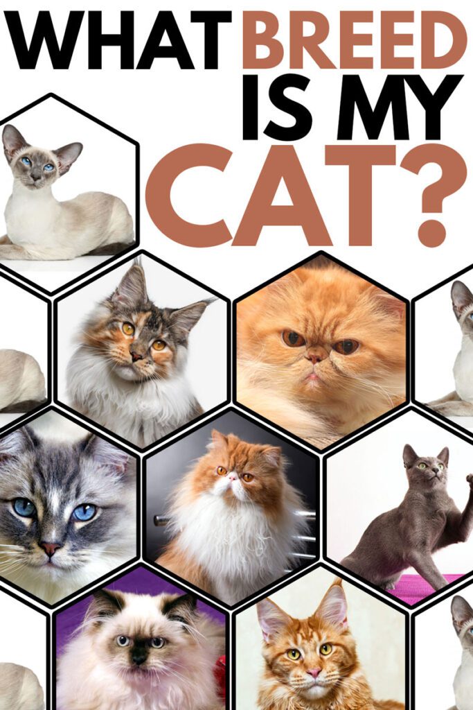 Know About Various Kinds of Cat Breeds 74493 1 - Know About Various Kinds of Cat Breeds