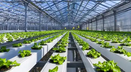 ds - How to Start a Hydroponics Farm Business? 